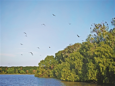 第二十届中国经济论坛嘉宾点赞南沙发展活力