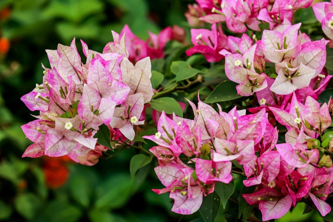 以花为媒，共绘绿韵湾区！名园名花展上演自然与城市的对话