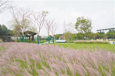 扶胥古运河明年开放夜游