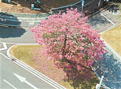 广州美丽异木棉盛放勾勒城市生态画卷