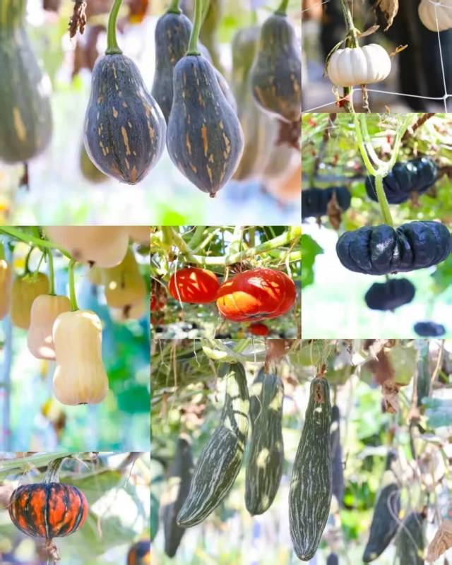 大会田间展示中的各式南瓜品种 大会田间展示中的各式南瓜品种