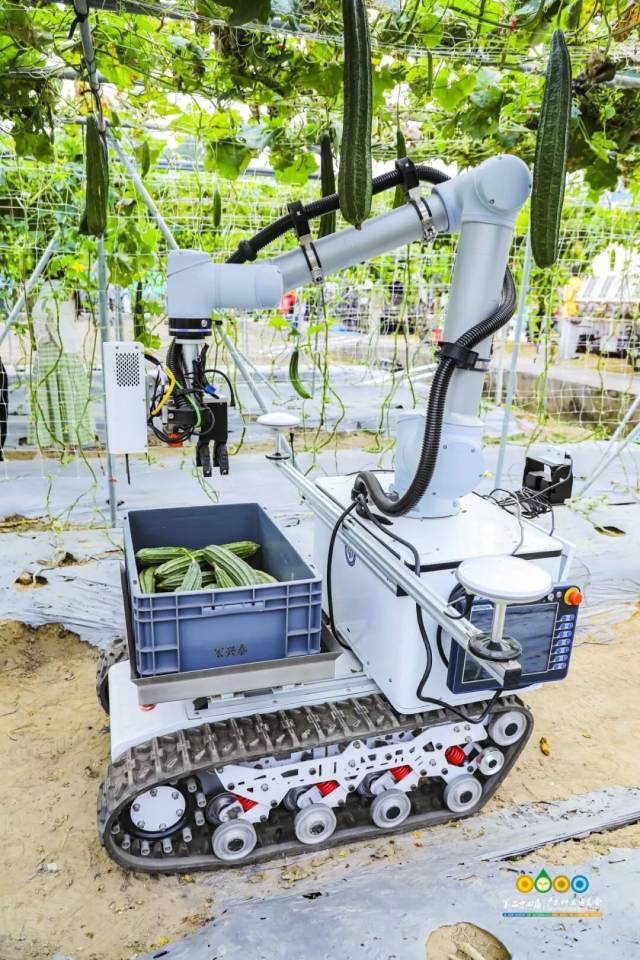 现代农业装备展上,全自动果蔬采收机器人正在演示采收丝瓜。 现代农业装备展上,全自动果蔬采收机器人正在演示采收丝瓜。