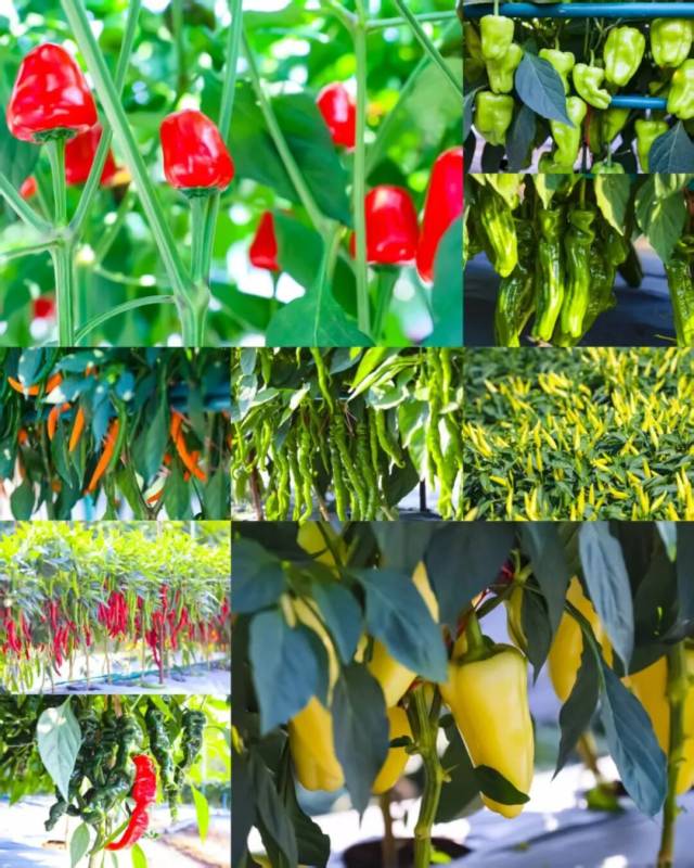 辣椒是每年大会田间展出品种的第一大品类 辣椒是每年大会田间展出品种的第一大品类