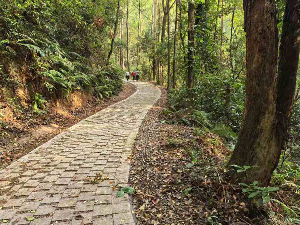 白云全龄友好森林步道来啦 贯通绿脊
