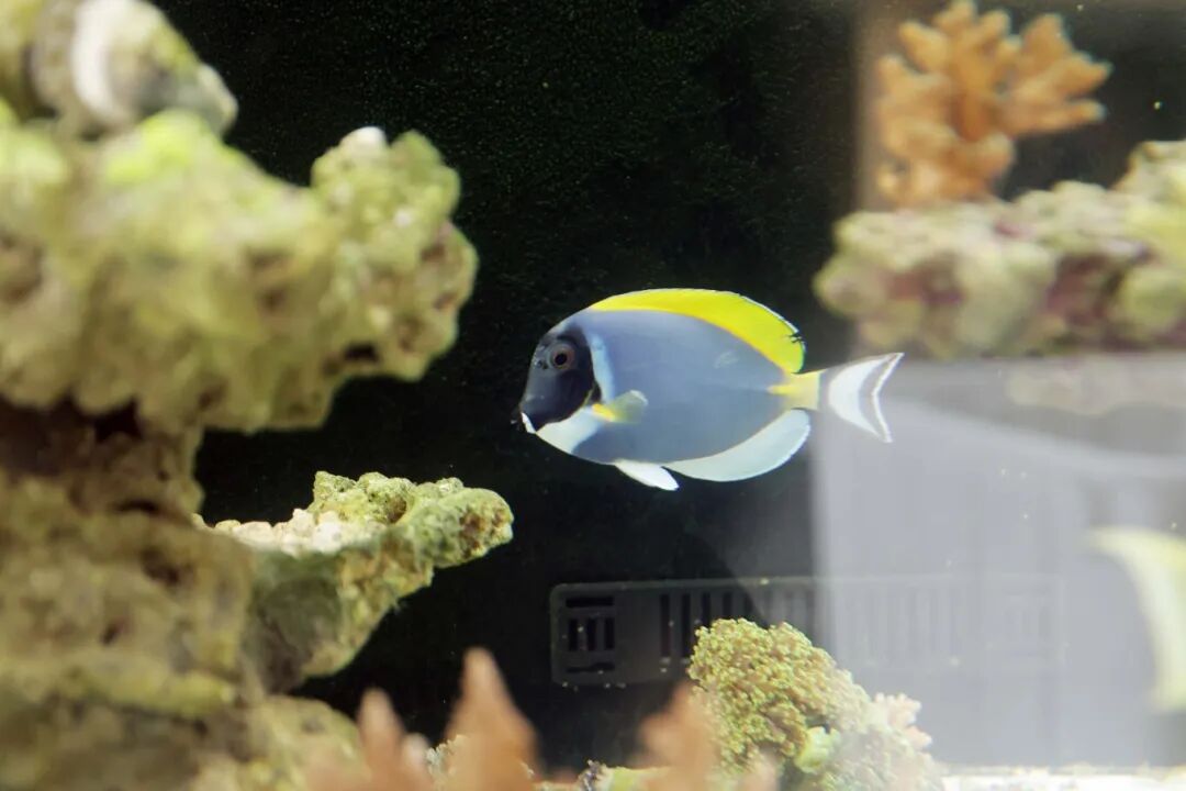 超4500万尾观赏鱼从南沙游向世界