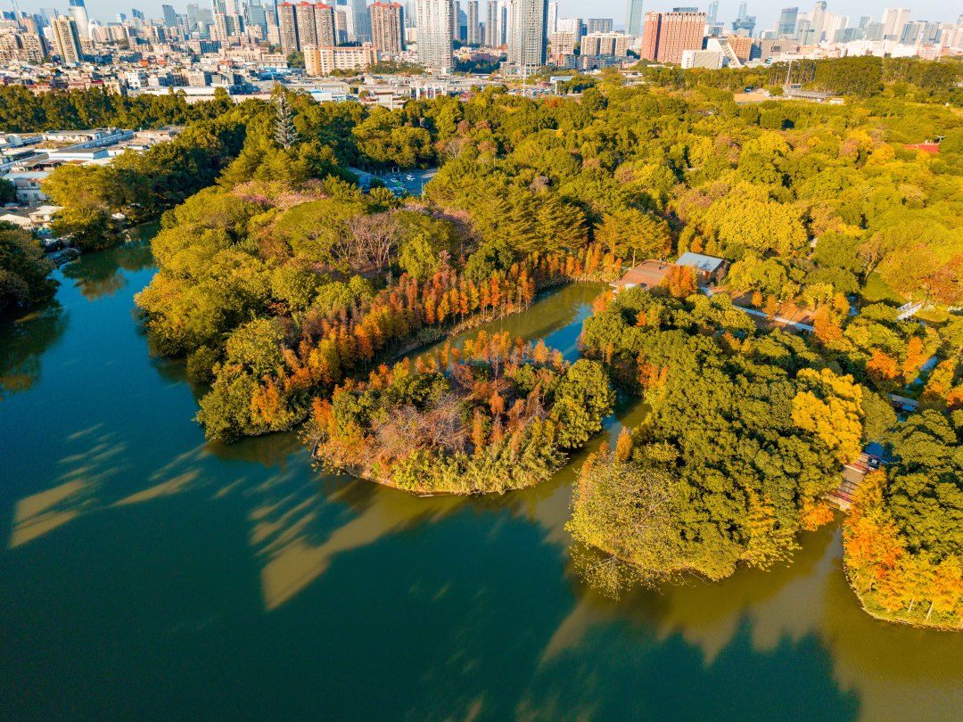 冬日限定“美拉德”美景上线！海珠湿地落羽杉进入最佳观赏期