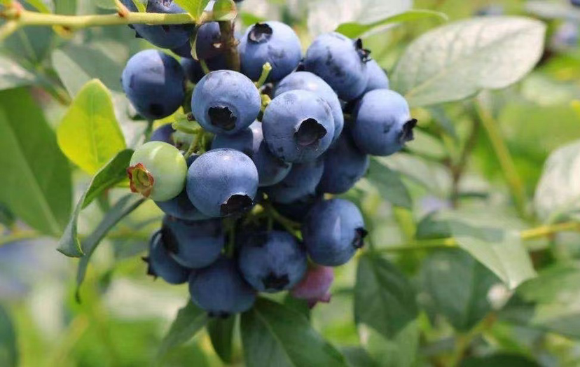 大阳城集团娱乐视频