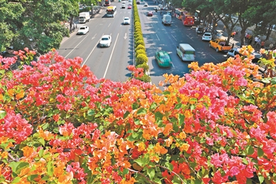 一朵花扮靓一座城 簕杜鹃写就的广州生态答卷