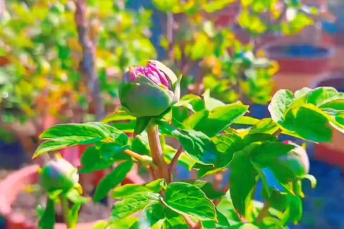 春节到华南国家植物园赏牡丹啦