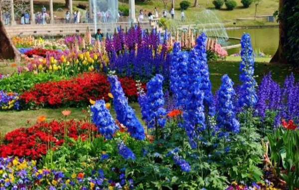 Tulip & hydrangea shows | Best of Guangzhou Holiday Guide