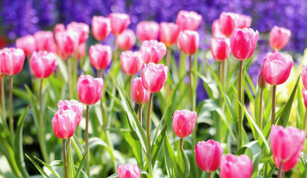 一秒踏入春天！广州整片「郁金香花海」来了！赏花攻略请查收→