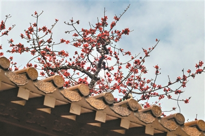 港区代表委员全国两会为“英雄花开英雄城”系列活动打call