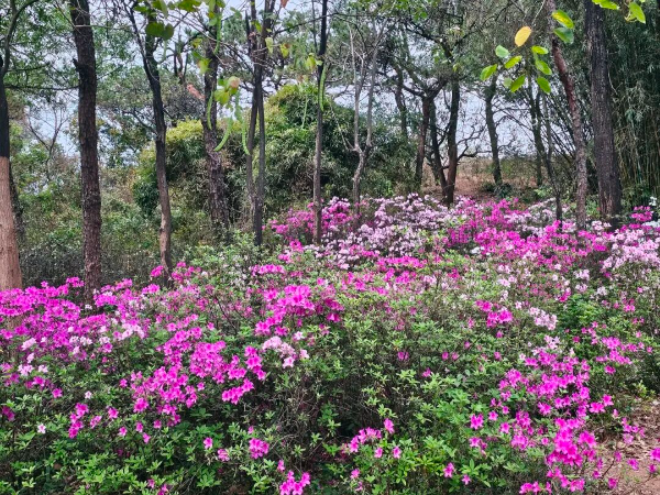 Guangzhou Nansha Cherry Blossom Festival set to open