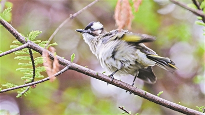 “鸟节”“爱鸟周”启动 全市公园景区联动开展宣传活动