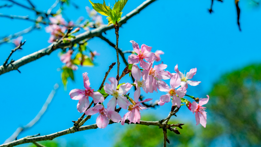 承包你的春日快乐！这份踏青指南快码住→