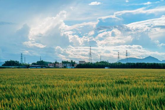 南沙区庙贝村：生态优先绿色发展，激活乡村经济“自我输血”