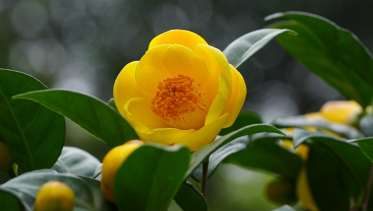 绝美鎏金灯笼花！珍稀“茶族皇后”正值盛花期