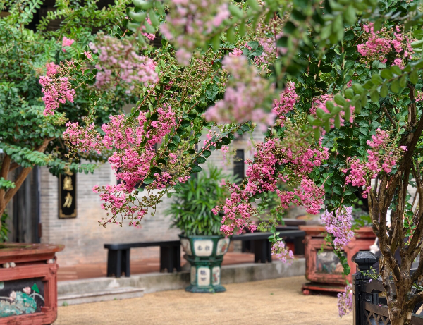 Crape myrtles in peak bloom season at Guangzhou's Yuyin Shanfang