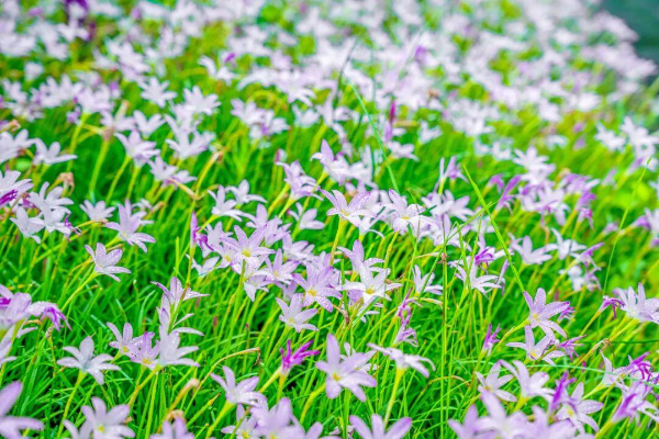 September flower viewing guide for Guangzhou